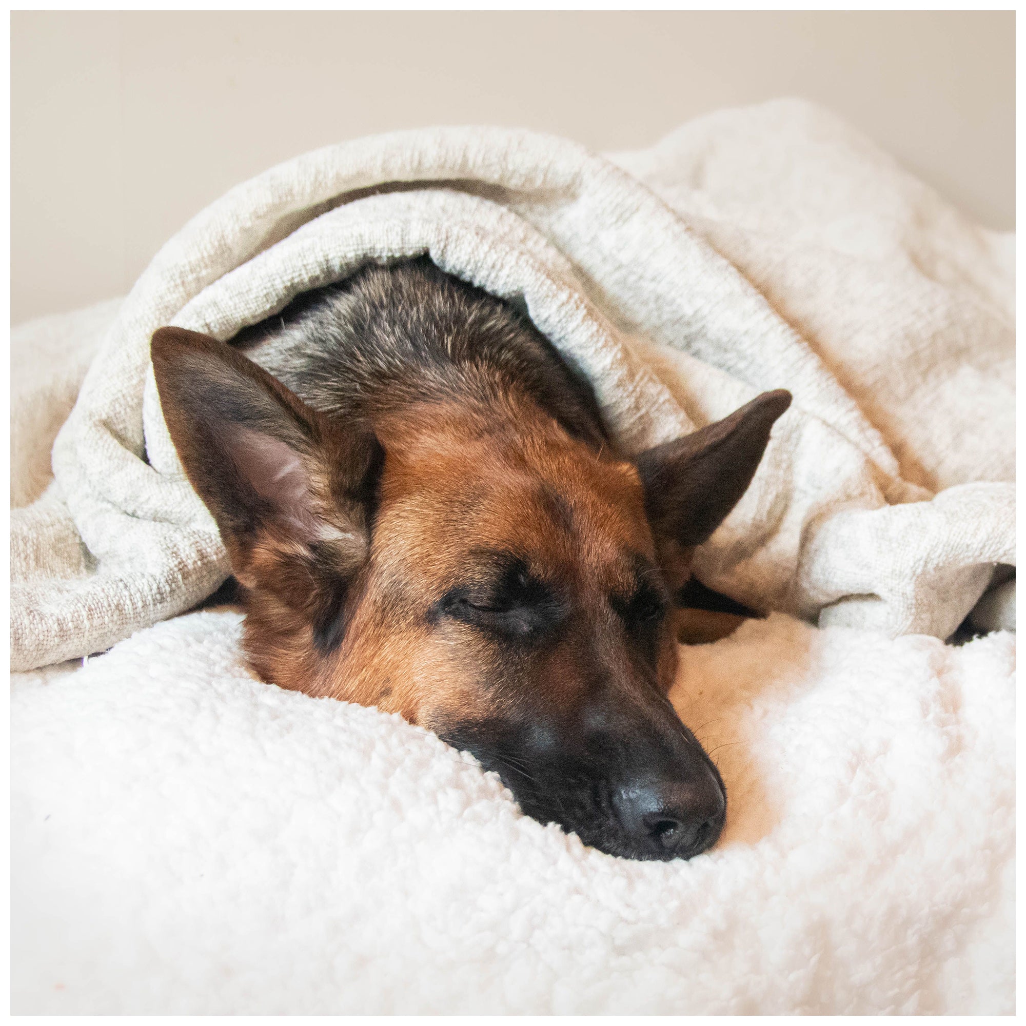 Cozy Warm Wool Dog Bed – Breathable Round Design, Hand Washable