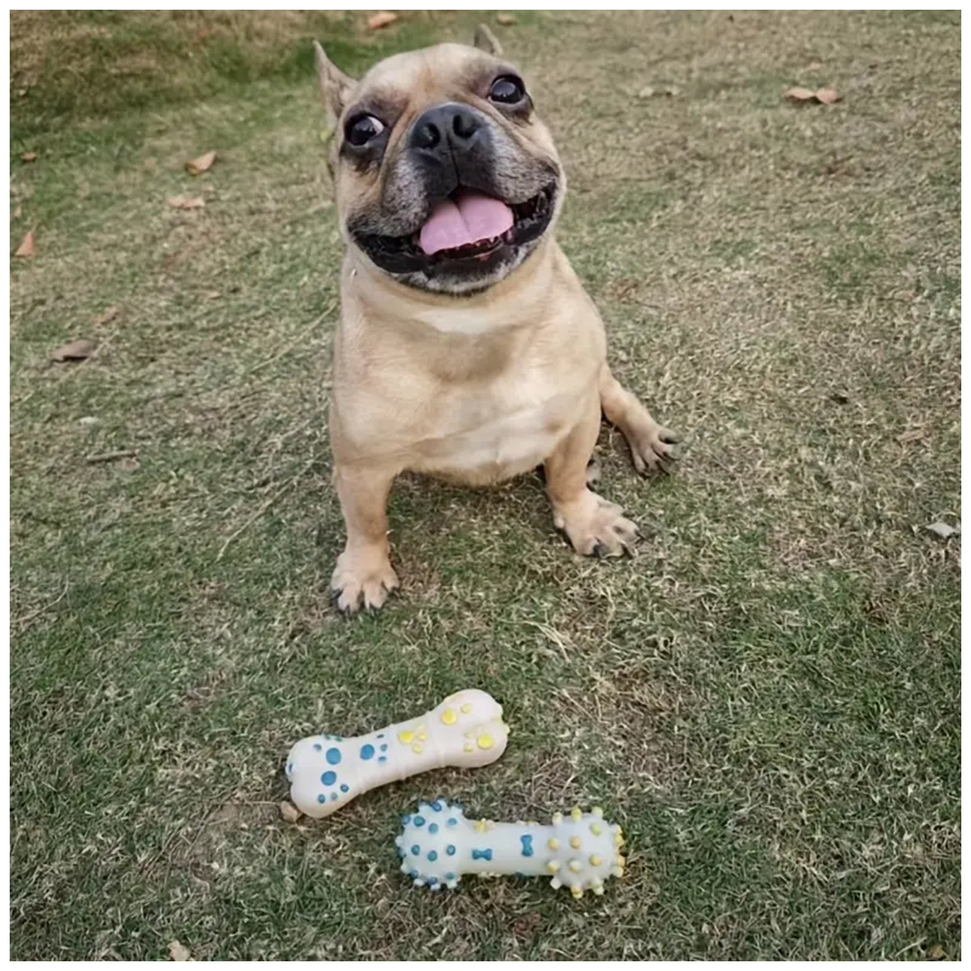 Interactive Dog Chew Toy – Durable, Squeaky for All Sizes
