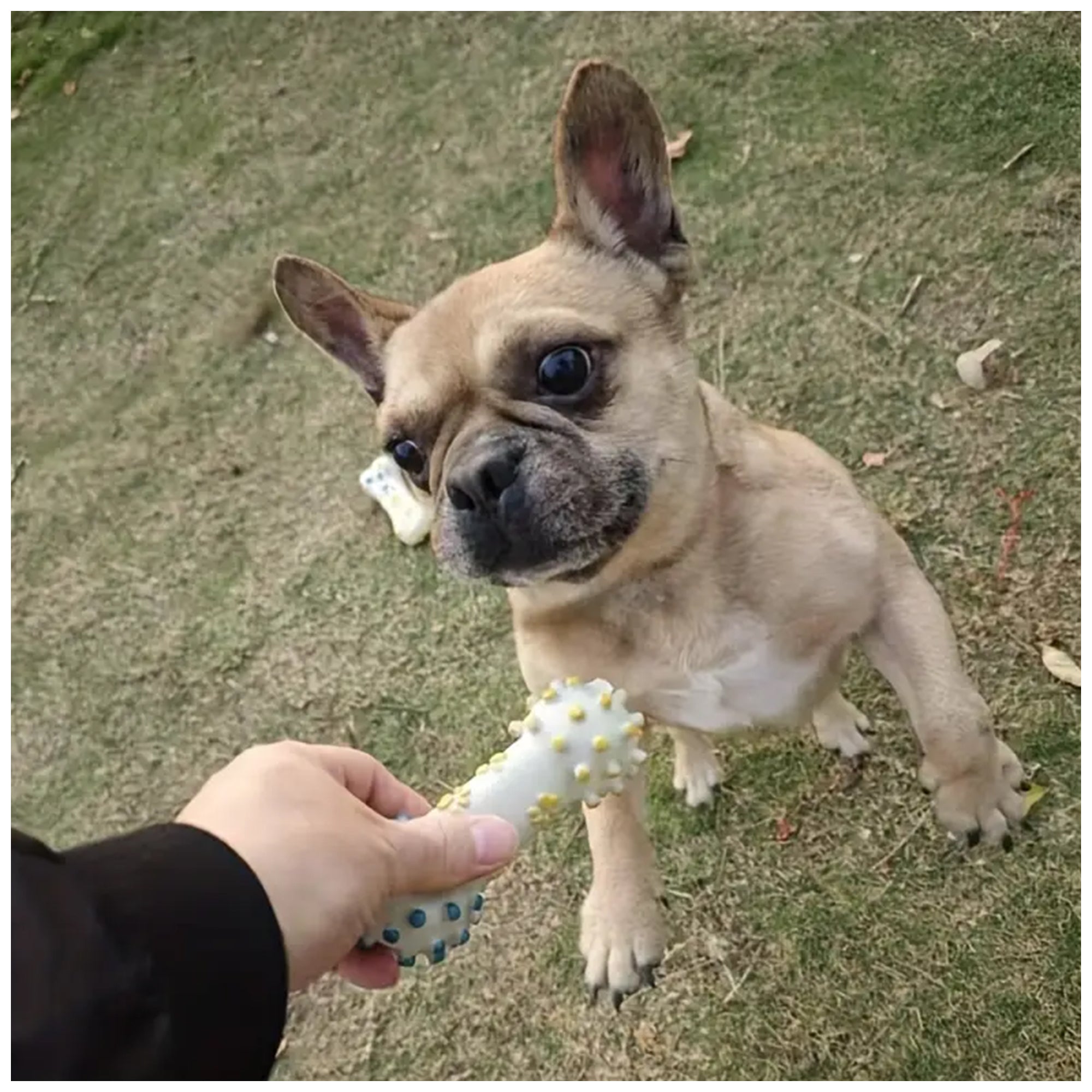 Interactive Dog Chew Toy – Durable, Squeaky for All Sizes